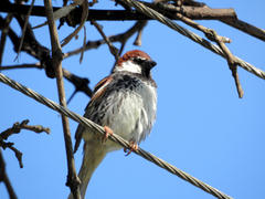 Passer hispaniolensis