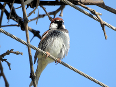 Passer hispaniolensis