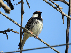 Passer hispaniolensis