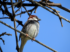 Passer hispaniolensis