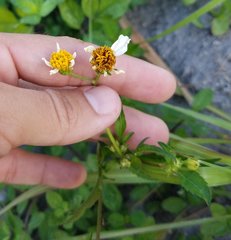 Bidens alba