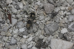 Dasymutilla arachnoides