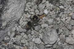 Dasymutilla arachnoides