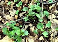 Ranunculus auricomus
