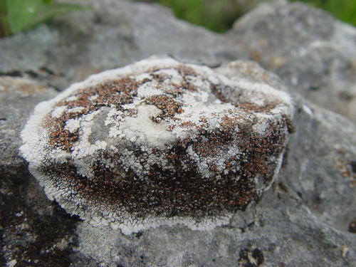Squamulea galactophylla