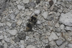 Dasymutilla arachnoides