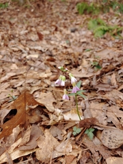 Cardamine angustata