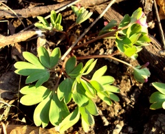 Corydalis intermedia