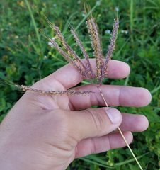 Poaceae
