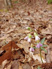 Cardamine angustata