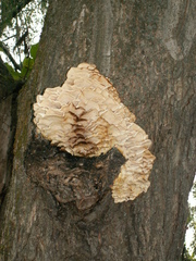 Climacodon septentrionalis