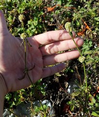 Spermacoce verticillata