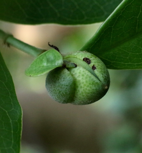 Magnolia championii, photograph 3