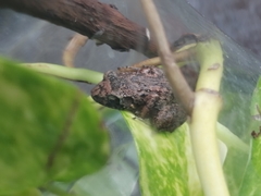 Eleutherodactylus planirostris