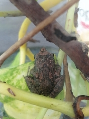 Eleutherodactylus planirostris