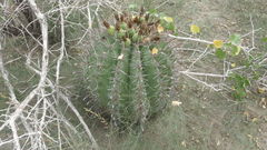 Ferocactus herrerae