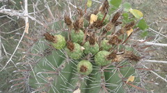 Ferocactus herrerae