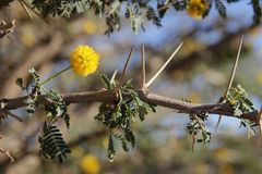 Vachellia flava