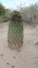 Ferocactus herrerae