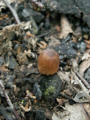 Coprinellus angulatus