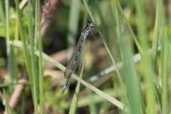 Coenagrion mercuriale