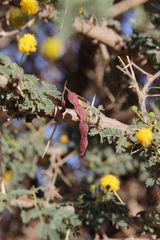 Vachellia flava