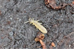 Vertagopus pseudocinereus