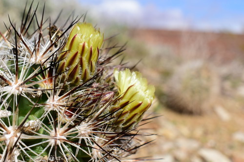 How to identify Pediocactus sileri (Daul) L.D.Benson