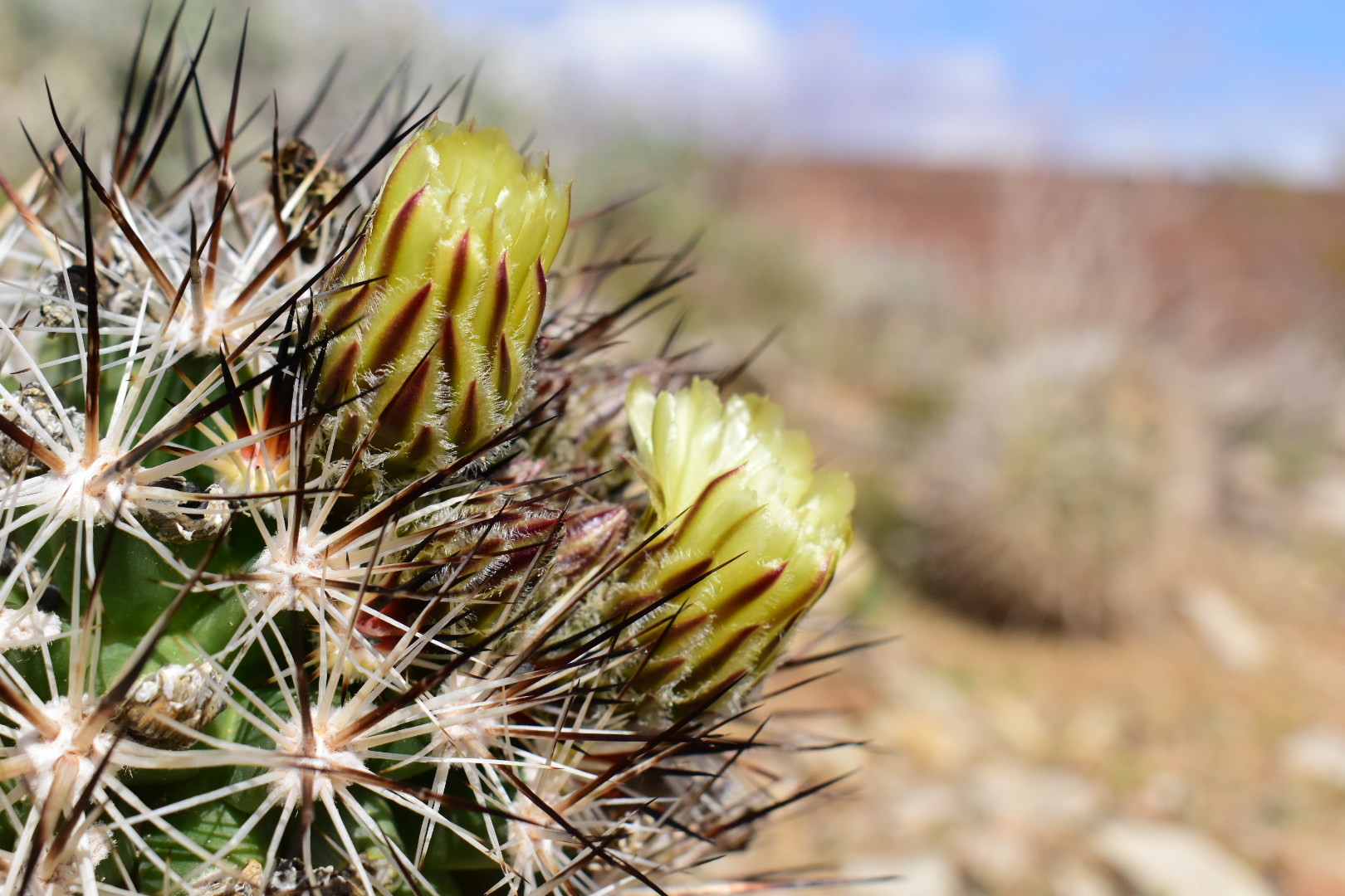 Pediocactus sileri