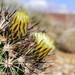 Siler's Pincushion Cactus - Photo (c) Joey Santore, some rights reserved (CC BY-NC), uploaded by Joey Santore