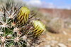 Siler's Pincushion Cactus - Photo (c) Joey Santore, some rights reserved (CC BY-NC), uploaded by Joey Santore