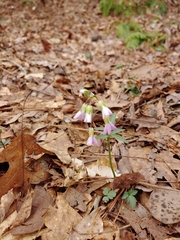 Cardamine angustata