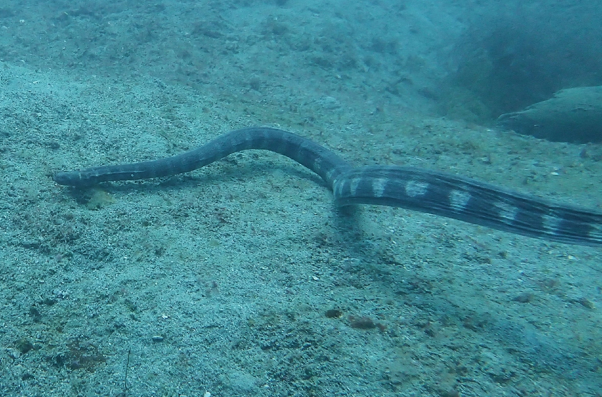 Acrochordus granulatus (Schneider, 1799)