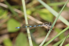 Coenagrion mercuriale