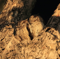 Otus bakkamoena
