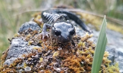 Aneides klamathensis