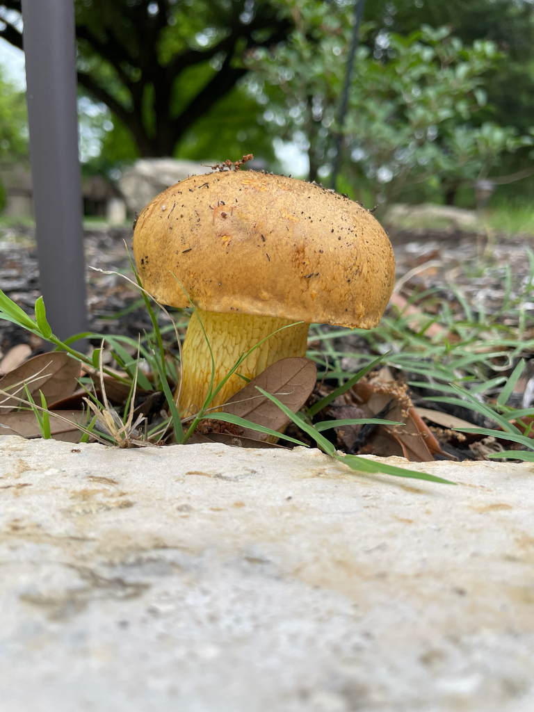 Boletus luridellus