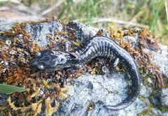 Aneides klamathensis