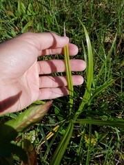 Cyperus