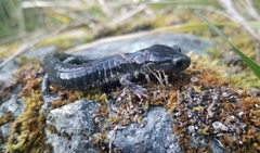 Aneides klamathensis