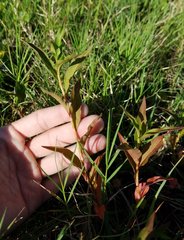 Persicaria hydropiperoides