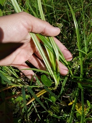 Cyperus