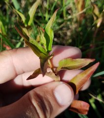 Persicaria hydropiperoides