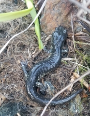 Aneides klamathensis