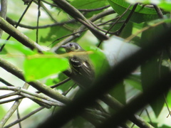 Phyllomyias cinereiceps