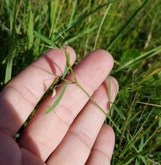 Vicia acutifolia