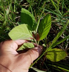 Pluchea odorata
