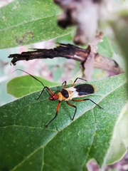 Castolus plagiaticollis