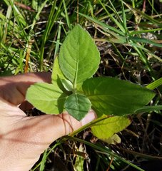Pluchea odorata