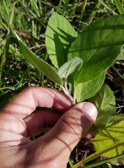 Pluchea odorata